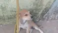 1 macho e 1 fêmea