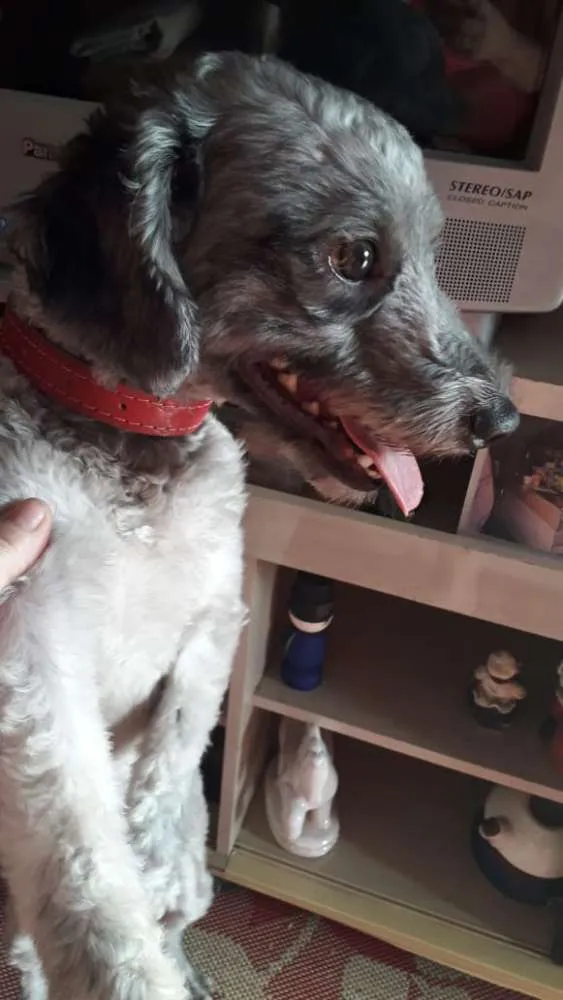 Cachorro ra a Pudle idade 1 ano nome Spike