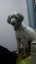 Spike
