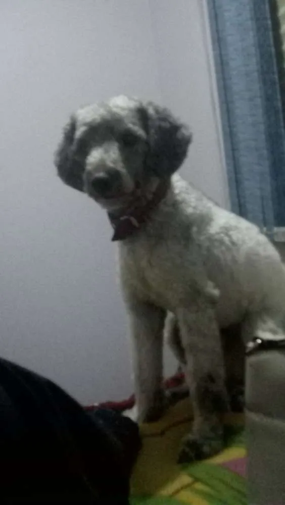 Cachorro ra a Pudle idade 1 ano nome Spike