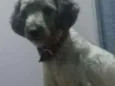 Spike