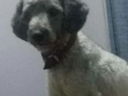 Cachorro ra a Pudle idade 1 ano nome Spike