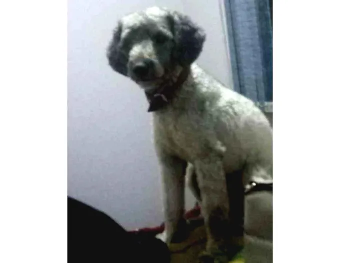 Cachorro ra a Pudle idade 1 ano nome Spike