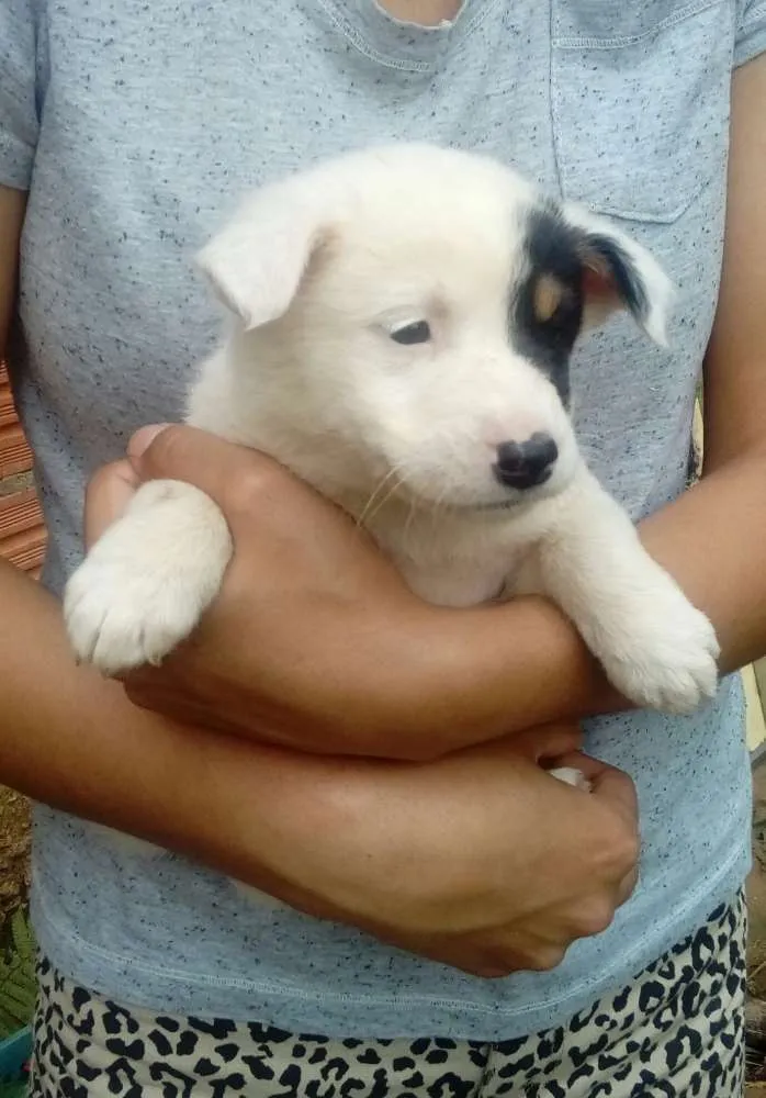 Cachorro ra a Mestiços  idade Abaixo de 2 meses nome Sem nomes