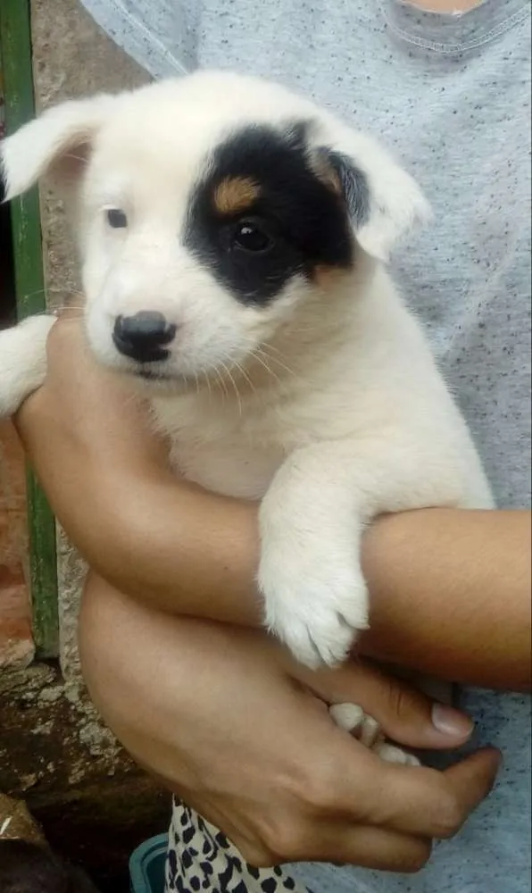 Cachorro ra a Mestiços  idade Abaixo de 2 meses nome Sem nomes