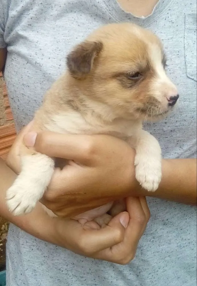 Cachorro ra a Mestiços  idade Abaixo de 2 meses nome Sem nomes