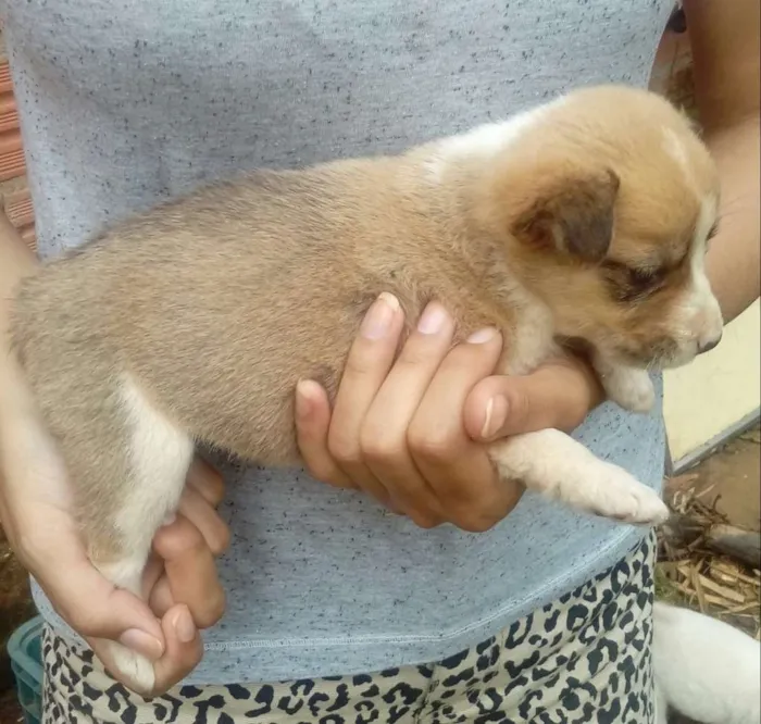 Cachorro ra a Mestiços  idade Abaixo de 2 meses nome Sem nomes