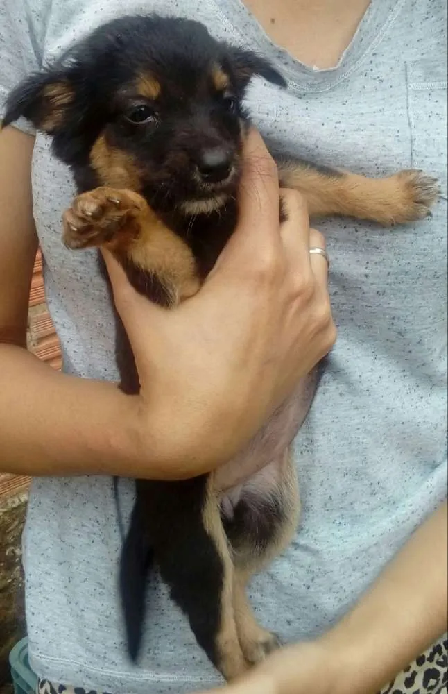 Cachorro ra a Mestiços  idade Abaixo de 2 meses nome Sem nomes