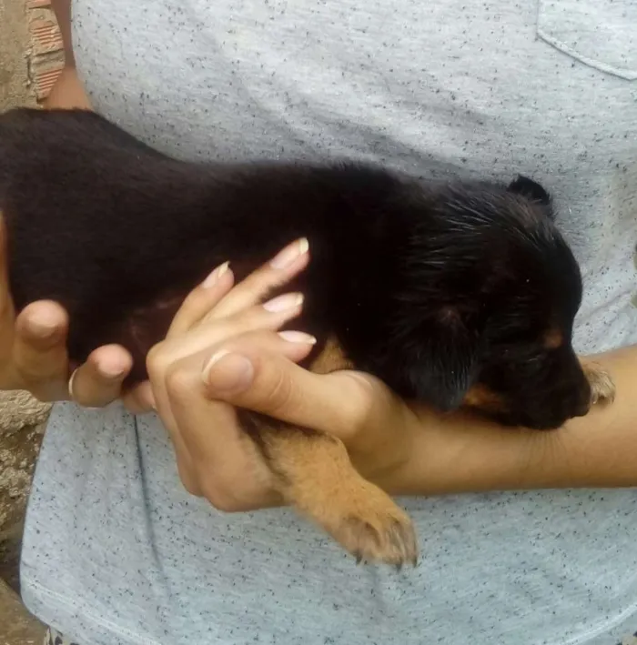Cachorro ra a Mestiços  idade Abaixo de 2 meses nome Sem nomes