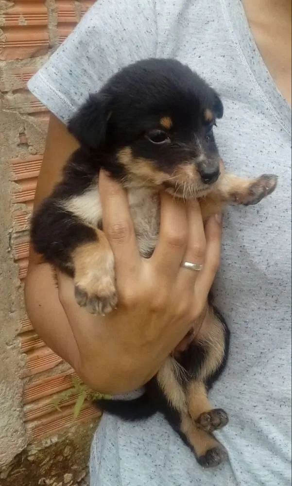 Cachorro ra a Mestiços  idade Abaixo de 2 meses nome Sem nomes