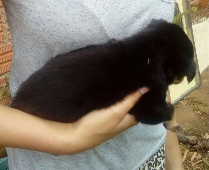 Cachorro ra a Mestiços  idade Abaixo de 2 meses nome Sem nomes