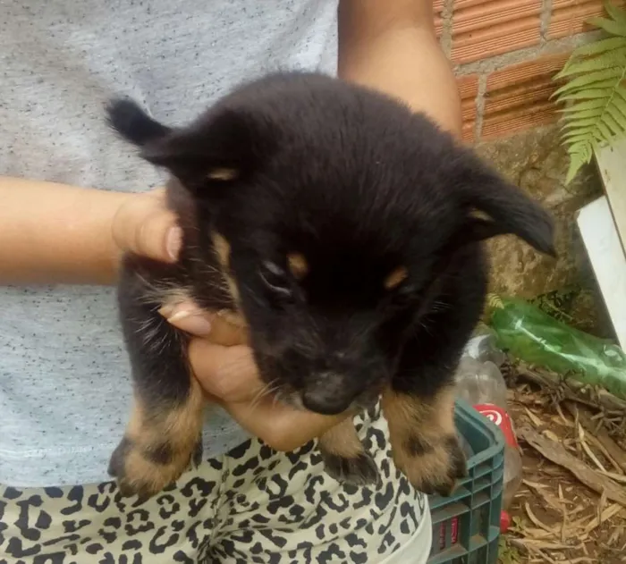 Cachorro ra a Mestiços  idade Abaixo de 2 meses nome Sem nomes