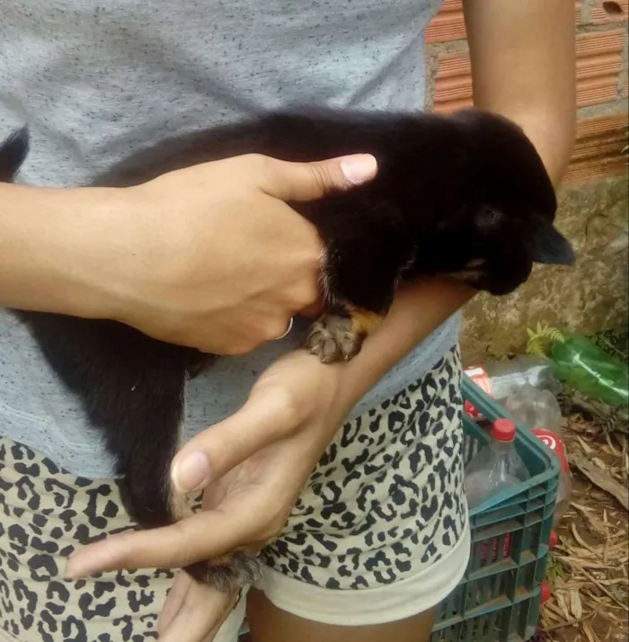 Cachorro ra a Mestiços  idade Abaixo de 2 meses nome Sem nomes