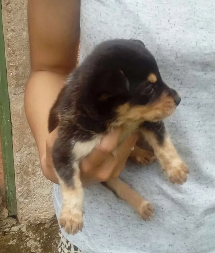 Cachorro ra a Mestiços  idade Abaixo de 2 meses nome Sem nomes