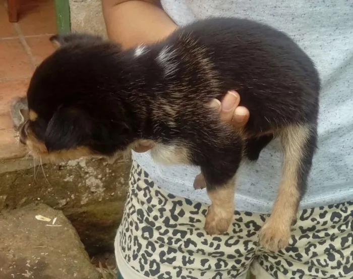 Cachorro ra a Mestiços  idade Abaixo de 2 meses nome Sem nomes