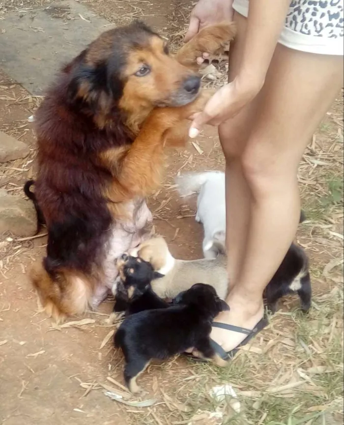 Cachorro ra a Mestiços  idade Abaixo de 2 meses nome Sem nomes