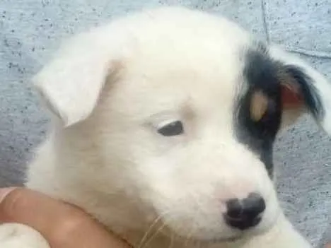 Cachorro ra a Mestiços  idade Abaixo de 2 meses nome Sem nomes