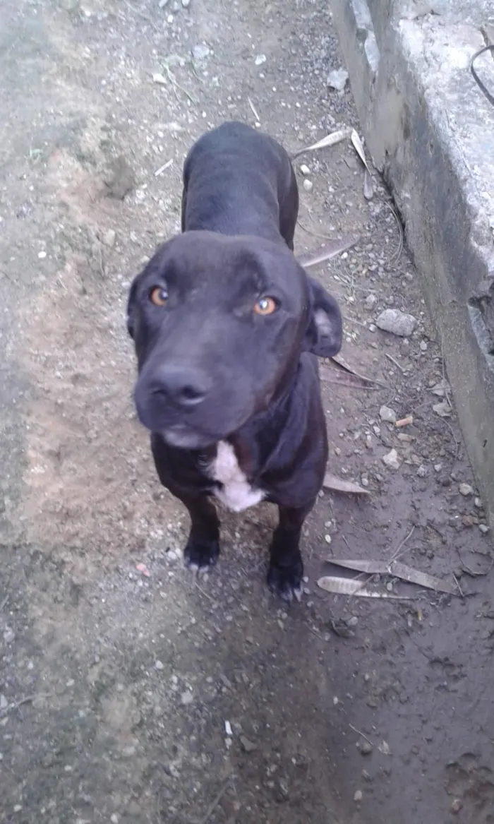 Cachorro ra a Indefirida idade 3 anos nome Chapyoh