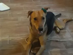 Cachorro raça Vira lata idade 1 ano nome Maylo