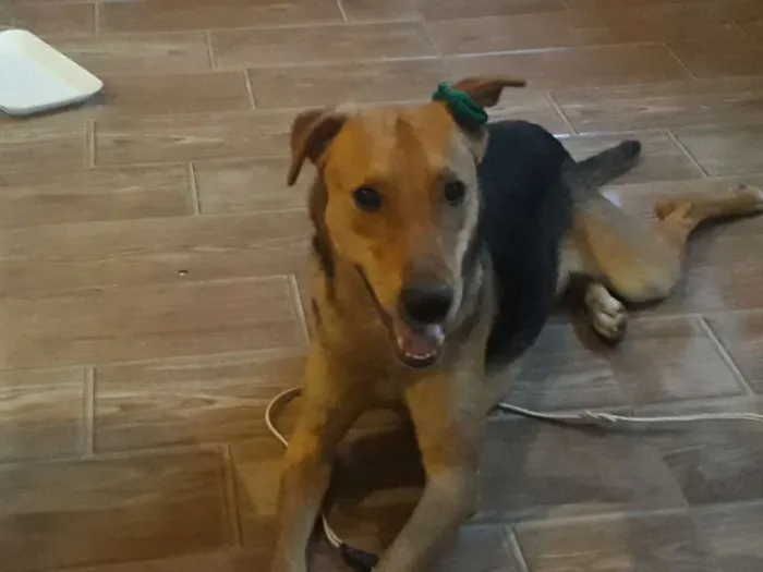 Cachorro ra a Vira lata idade 1 ano nome Maylo