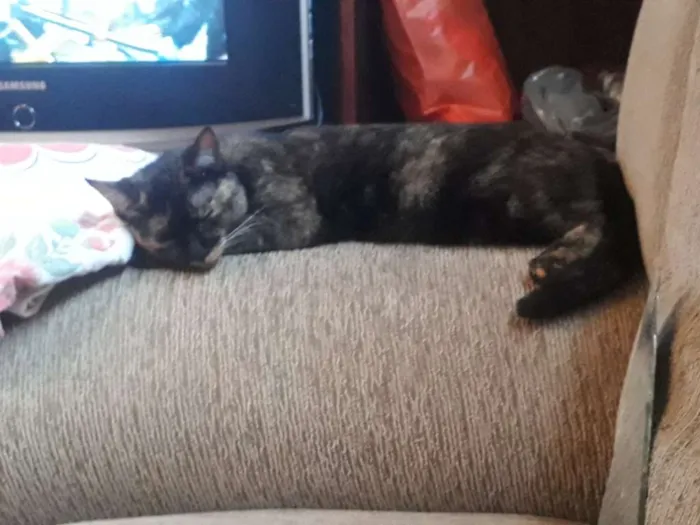 Gato ra a Vira lata idade 1 ano nome Morgana (mog) 