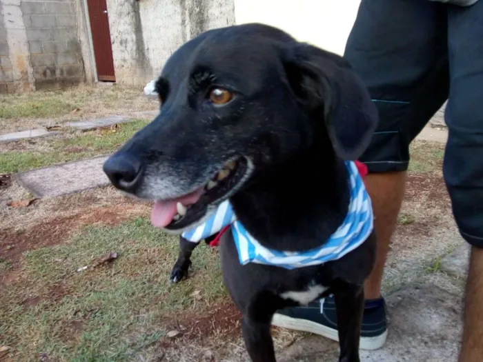 Cachorro ra a Vira-lata idade 5 anos nome Bolty