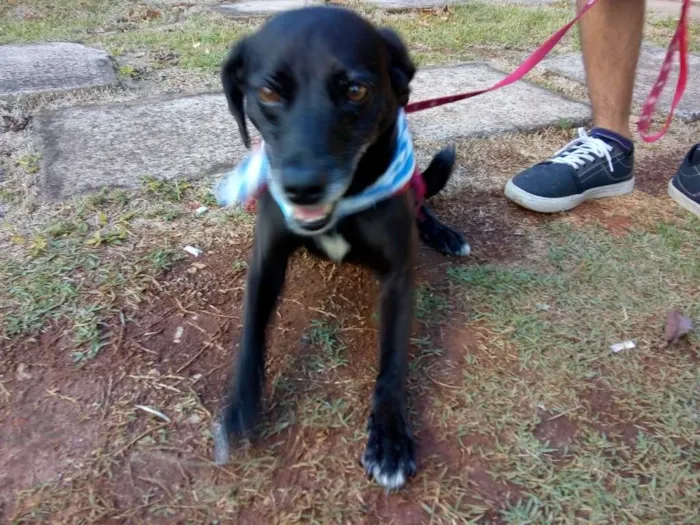 Cachorro ra a Vira-lata idade 5 anos nome Bolty