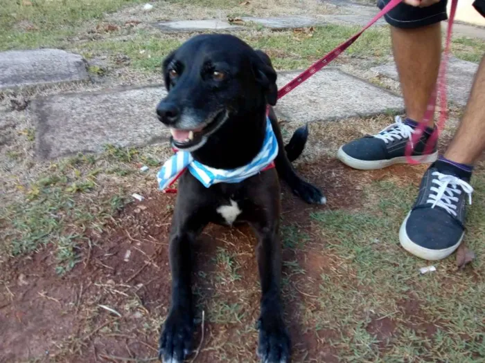 Cachorro ra a Vira-lata idade 5 anos nome Bolty