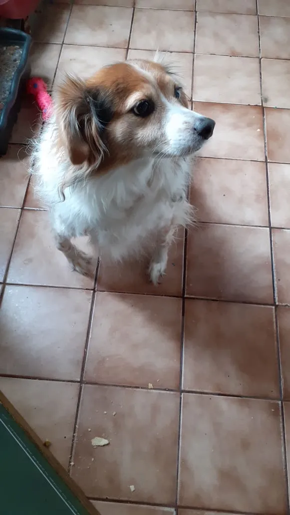 Cachorro ra a Indefinida idade 6 ou mais anos nome Billy
