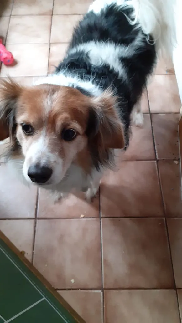 Cachorro ra a Indefinida idade 6 ou mais anos nome Billy