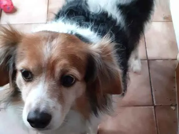 Cachorro ra a Indefinida idade 6 ou mais anos nome Billy