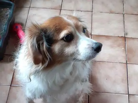 Cachorro ra a Indefinida idade 6 ou mais anos nome Billy