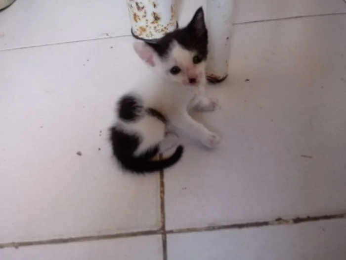 Gato raça Srd idade Abaixo de 2 meses nome Laurinha
