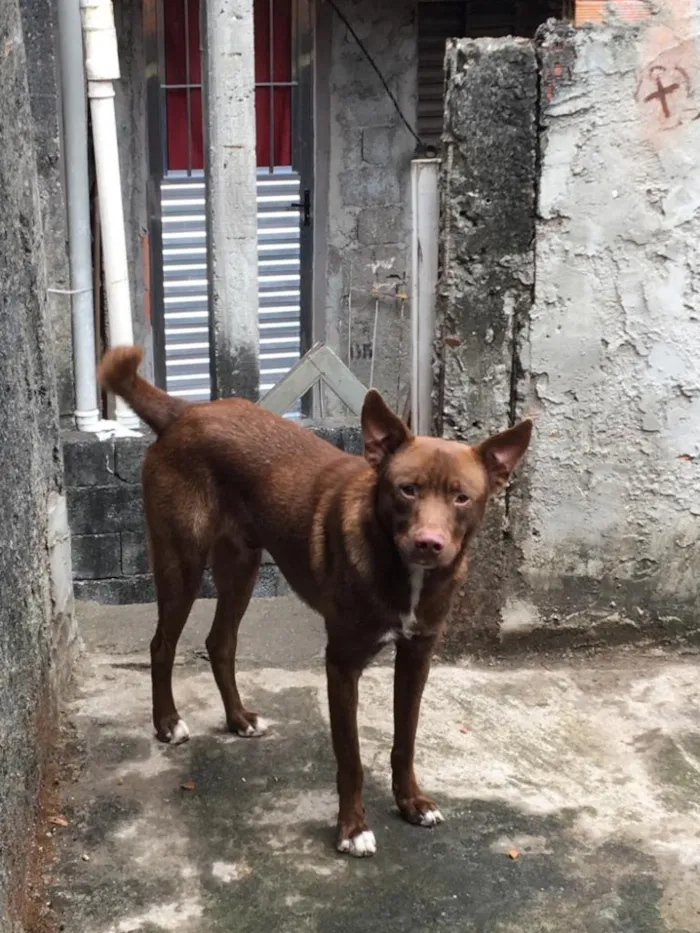 Cachorro ra a Vira lata  idade Abaixo de 2 meses nome Logan 
