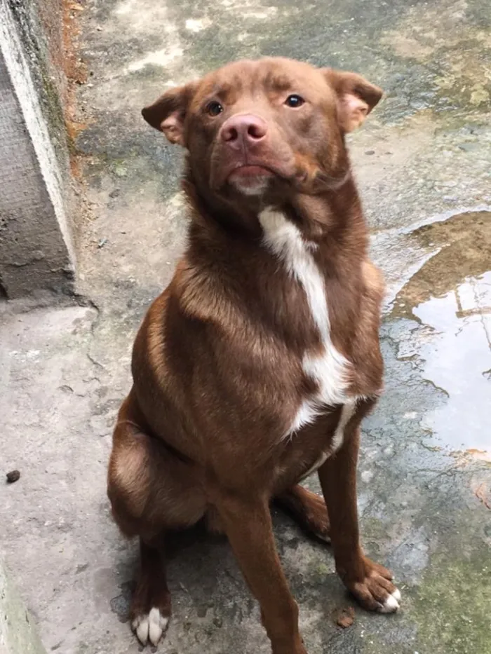 Cachorro ra a Vira lata  idade Abaixo de 2 meses nome Logan 