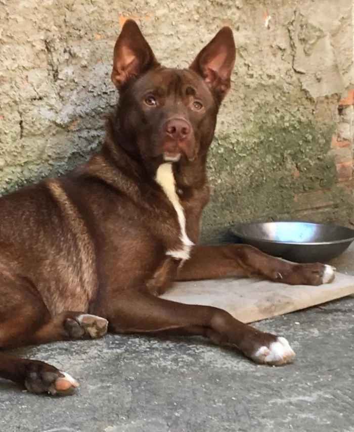 Cachorro ra a Vira lata  idade Abaixo de 2 meses nome Logan 