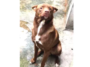 Cachorro raça Vira lata  idade Abaixo de 2 meses nome Logan 