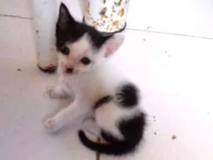 Gato raça Srd idade Abaixo de 2 meses nome Laurinha