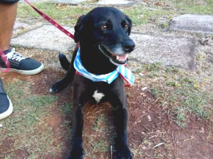 Cachorro ra a Vira-lata idade 5 anos nome Bolty