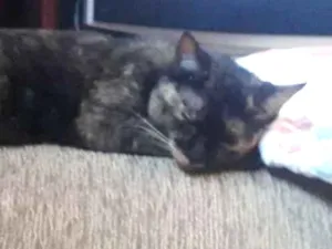 Gato raça Vira lata idade 1 ano nome Morgana (mog) 