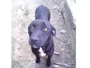Cachorro raça Indefirida idade 3 anos nome Chapyoh