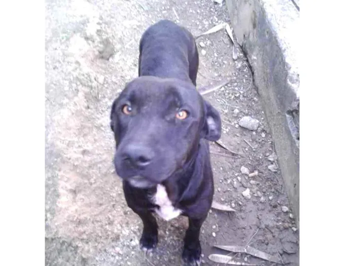 Cachorro ra a Indefirida idade 3 anos nome Chapyoh
