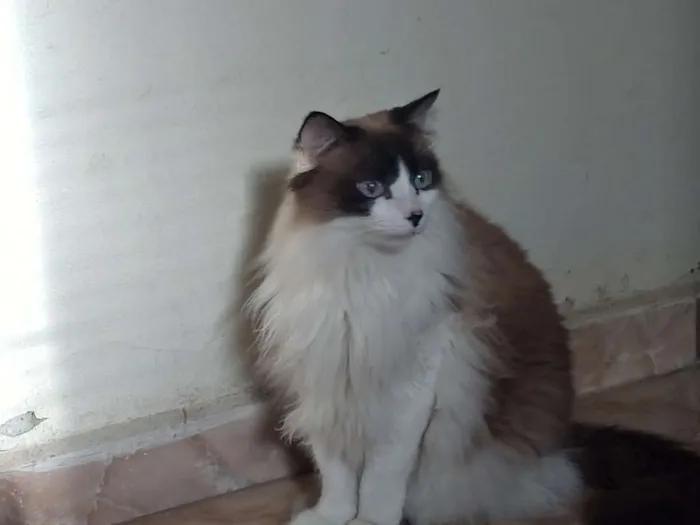 Gato ra a RND idade 5 anos nome Guaxinim 