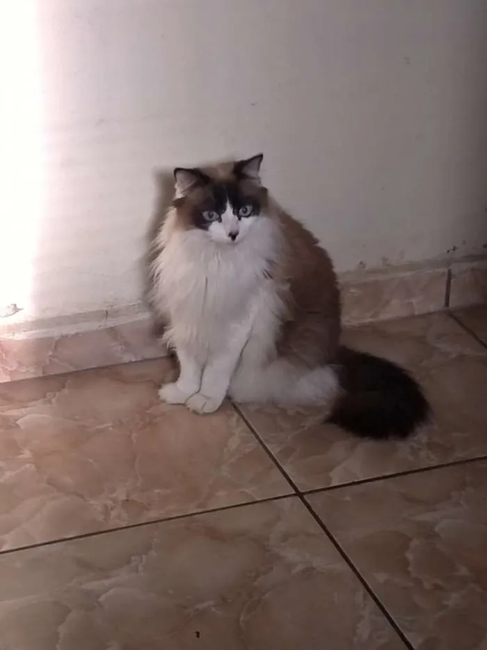 Gato ra a RND idade 5 anos nome Guaxinim 