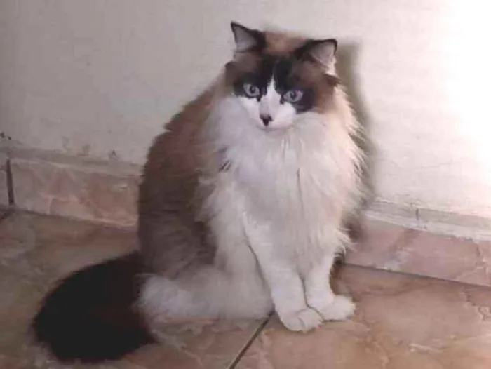 Gato ra a RND idade 5 anos nome Guaxinim 