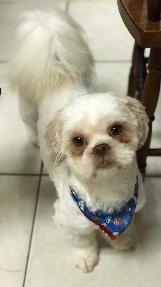 Cachorro ra a Shihtzu idade 3 anos nome Mário