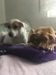 Menina e Betina 