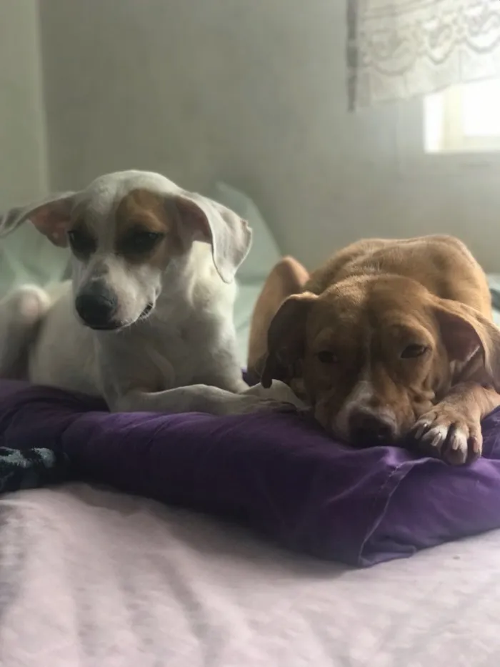 Cachorro ra a SRD idade 4 anos nome Menina e Betina 