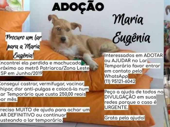 Cachorro ra a Canina idade 2 anos nome Maria Eugênia