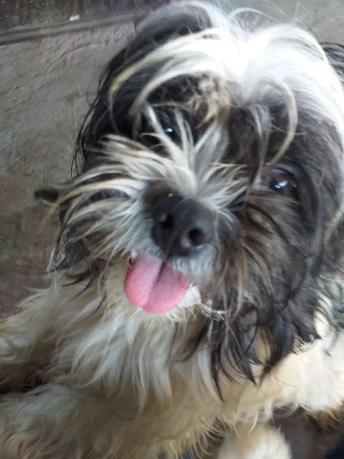 Cachorro raça Lhasa apso idade 1 ano nome Denis
